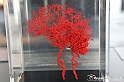 VBS_3010 - Arterie del cervello - Mostra Body Worlds